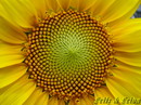 Helianthus Annuus